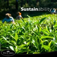 Daun Teh Hijau Tea-ara dari Pegunungan Kanbawza, Negara Shan, Burma.-3